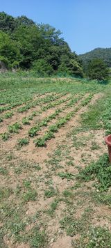 팜모닝 콩·영농일지 게시글 이미지