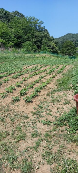고병길님의 콩 · 영농일지 작성글 사진