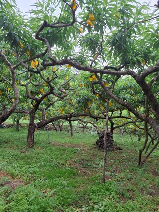 남상순님의 복숭아 · 영농일지 작성글 사진