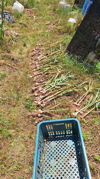 김하동 님의 기타작물 · 영농일지 작성글 사진