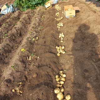 김건우님의 감자 · 영농일지 작성글 사진