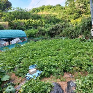 김건우님의 감자 · 영농일지 작성글 사진