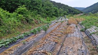수기님의 마늘 · 영농일지 작성글 사진