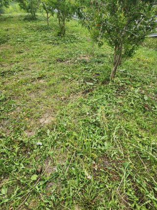 박병한님의 기타작물 · 영농일지 작성글 사진