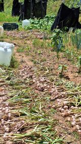 팜모닝 기타작물·영농일지 게시글 이미지