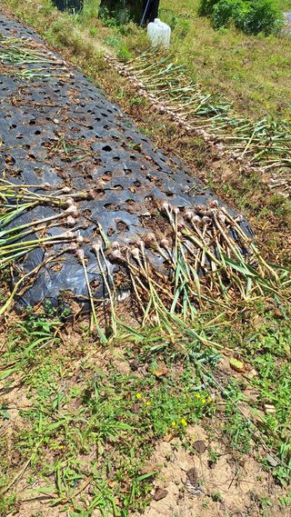 김하동 님의 기타작물 · 영농일지 작성글 사진