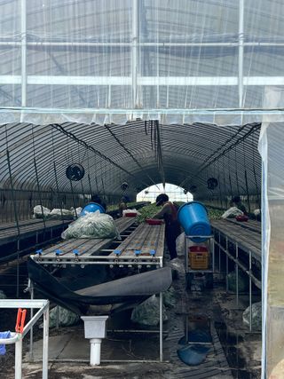 고향딸기님의 딸기 · 영농일지 작성글 사진