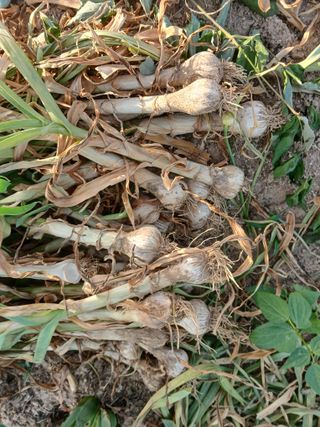 최남옥님의 기타작물 · 영농일지 작성글 사진