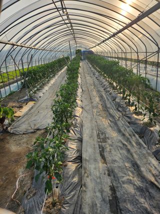 쫀쫀이할머니님의 기타작물 · 영농일지 작성글 사진