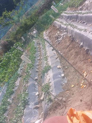 무형교회목사 안영진님의 옥수수 · 영농일지 작성글 사진