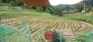 고병길님의 콩 · 영농일지 작성글 사진