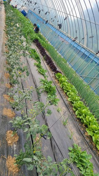 김지연님의 토마토 · 영농일지 작성글 사진