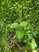 팜모닝 매실·영농일지 게시글 이미지