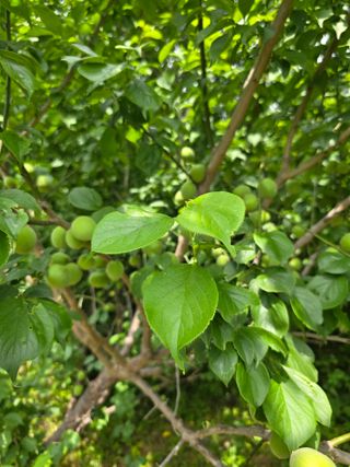 거여농원(방정재)님의 매실 · 영농일지 작성글 사진