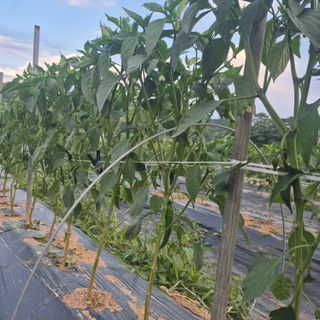 박흠님의 고추 · 영농일지 작성글 사진