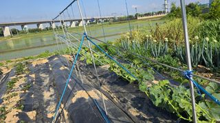 박해용(세건농장)님의 호박 · 영농일지 작성글 사진