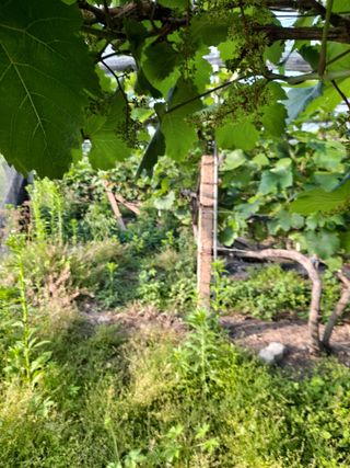 은화주농원맥반석포도님의 포도 · 영농일지 작성글 사진