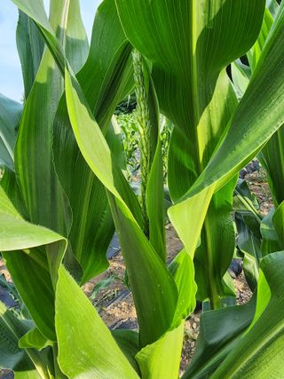 송병우님의 기타작물 · 영농일지 작성글 사진