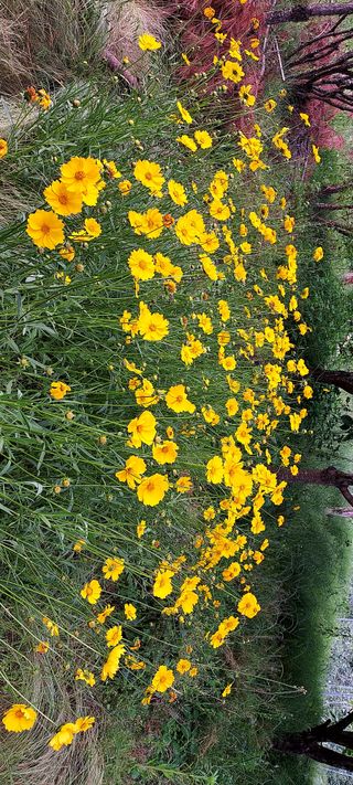 작은별님의 기타작물 · 영농일지 작성글 사진