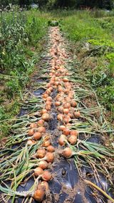 팜모닝 양파·영농일지 게시글 이미지