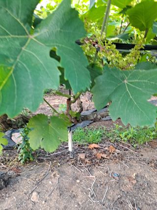 은화주농원맥반석포도님의 포도 · 영농일지 작성글 사진