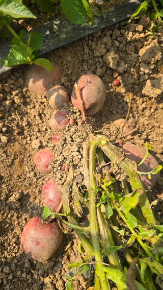 하재은님의 감자 · 영농일지 작성글 사진