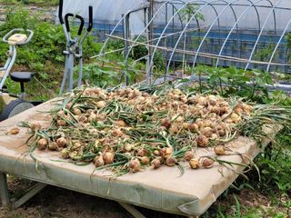 네오비노님의 기타작물 · 영농일지 작성글 사진