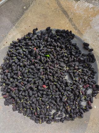 이선희님의 기타작물 · 영농일지 작성글 사진