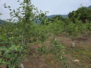 이선희님의 기타작물 · 영농일지 작성글 사진