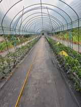 팜모닝 고추·영농일지 게시글 이미지