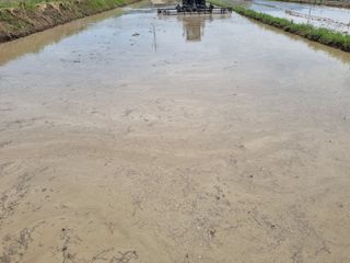 강진귀농10년차님의 벼 · 영농일지 작성글 사진