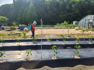 김용민님의 고추 · 영농일지 작성글 사진