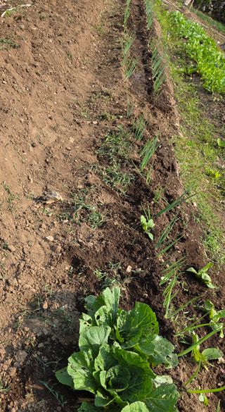 오현백님의 파 · 영농일지 작성글 사진