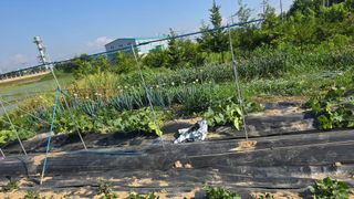 박해용(세건농장)님의 호박 · 영농일지 작성글 사진