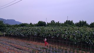 장원팜님의 배 · 영농일지 작성글 사진