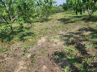 박병한님의 복숭아 · 영농일지 작성글 사진