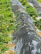 팜모닝 양배추·영농일지 게시글 이미지