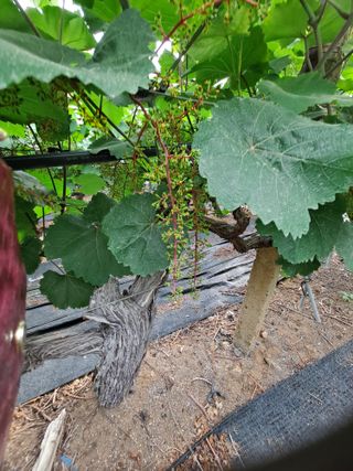 은화주농원맥반석포도님의 포도 · 영농일지 작성글 사진