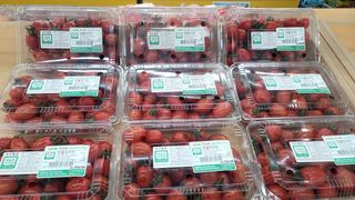 이진수님의 토마토 · 영농일지 작성글 사진