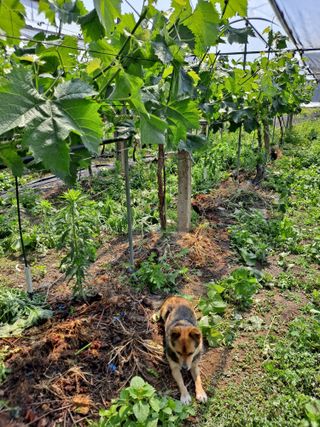 은화주농원맥반석포도님의 포도 · 영농일지 작성글 사진