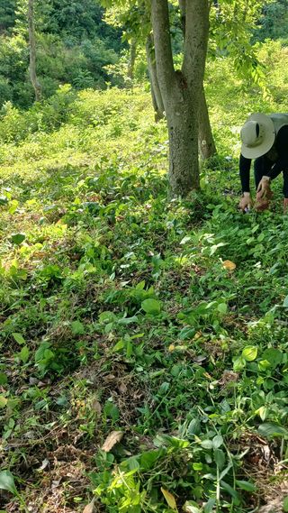 박준권님의 기타작물 · 영농일지 작성글 사진