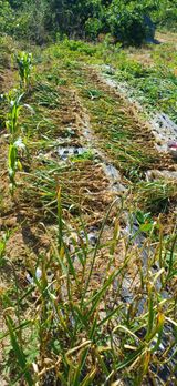 팜모닝 마늘·영농일지 게시글 이미지