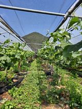 팜모닝 포도·영농일지 게시글 이미지