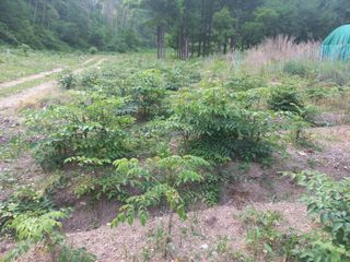 박동준님의 두릅 · 영농일지 작성글 사진