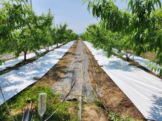 꿀복이농장님의 복숭아 · 영농일지 작성글 사진