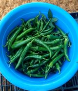 팜모닝 고추·영농일지 게시글 이미지