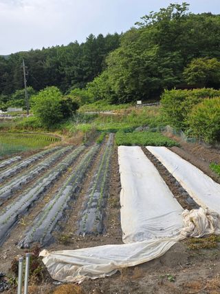 김대기님의 기타작물 · 영농일지 작성글 사진