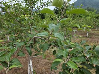 이선희님의 기타작물 · 영농일지 작성글 사진