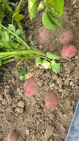 하재은님의 감자 · 영농일지 작성글 사진