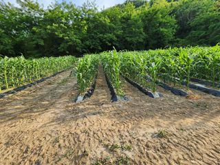 송병우님의 기타작물 · 영농일지 작성글 사진